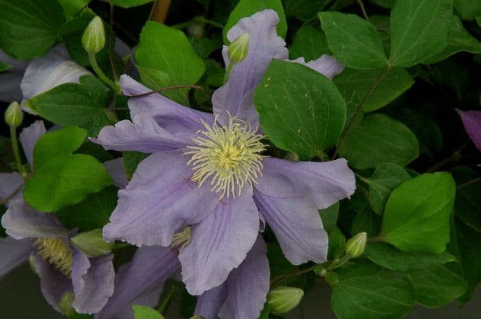 clematis [Zara]