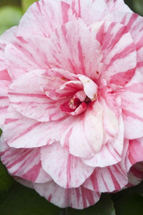 camellia 'Comte de Gomer'