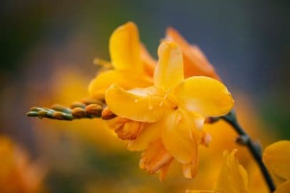 montbretia 'Buttercup'