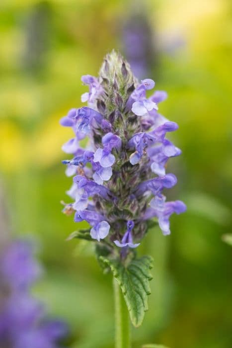 catmint 'Blue Dragon'