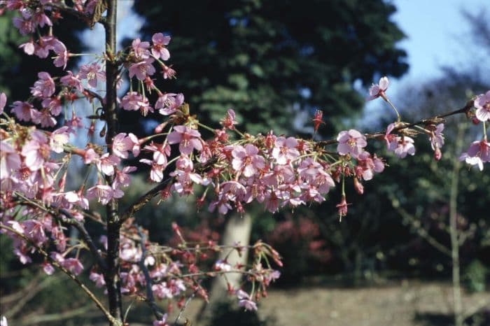 cherry 'Kursar'