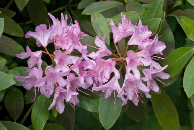 Pontica rhododendron