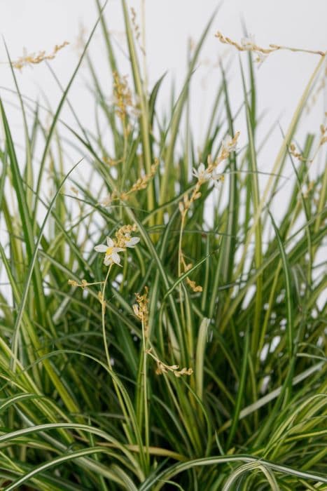 Saunder's spider plant 'Starlight'