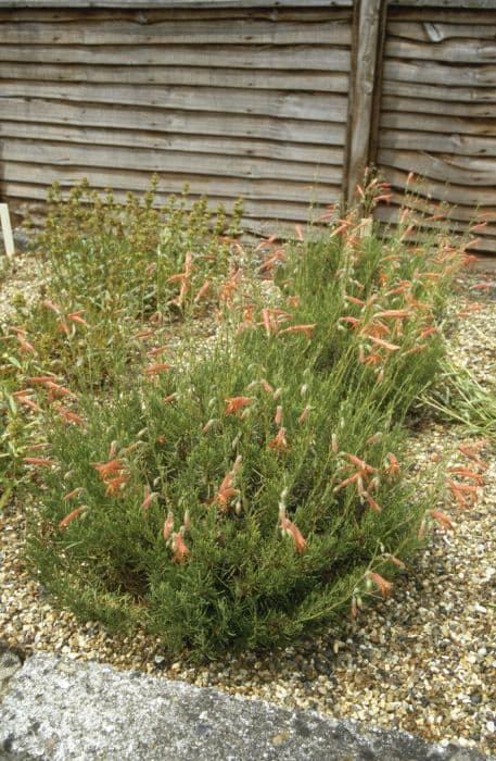 penstemon 'Wisley Flame'