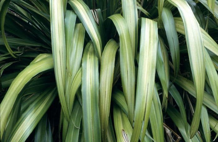 flax lily 'Yellow Wave'