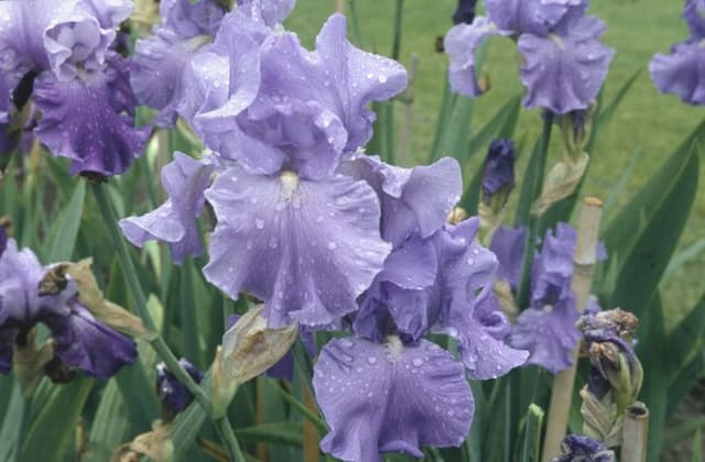 Iris 'Wharfedale'