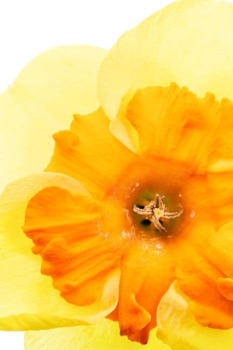 Daffodil 'Bloomfield Beauty'