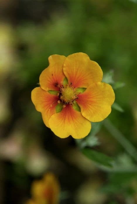 cinquefoil 'Jean Jabber'