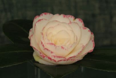 camellia 'Margaret Davis'