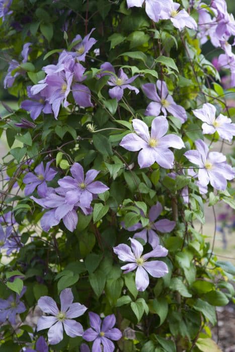 clematis 'Madame Baron-Veillard'