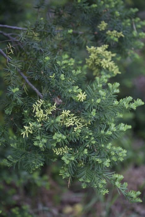 plum-fruited yew