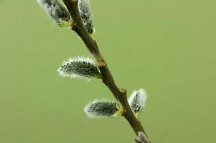 musk willow