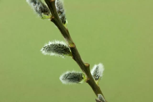 Musk willow