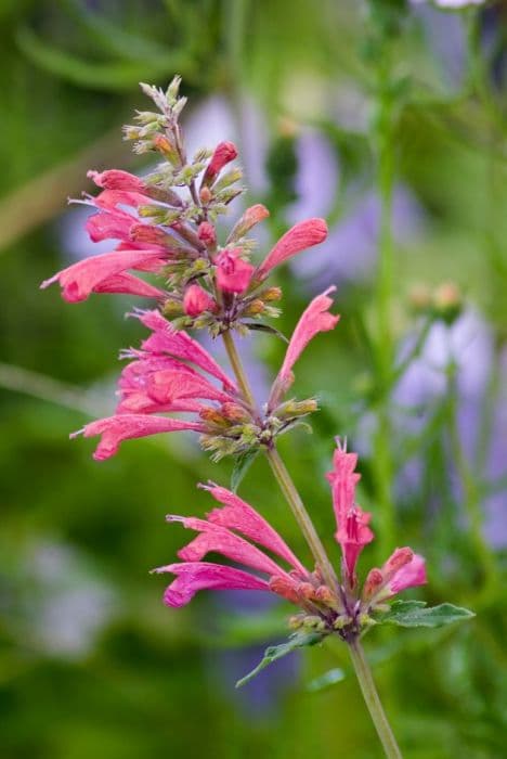 giant hyssop 'Raspberry Summer'