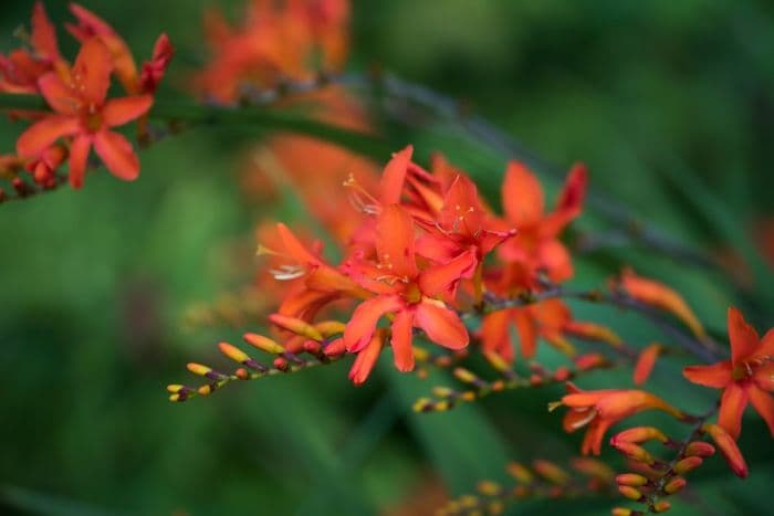 montbretia 'Orange Devil'