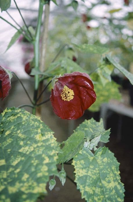 abutilon 'Cannington Peter'