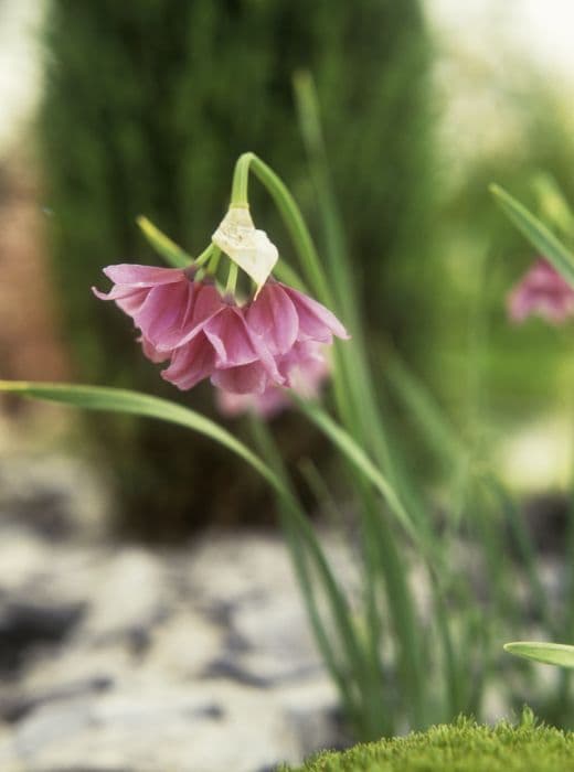 Lombardy garlic