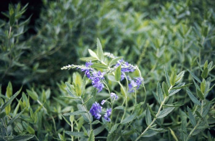 saw-leaved speedwell 'Royal Blue'