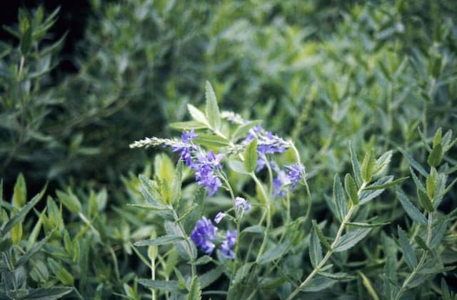 Saw-leaved speedwell 'Royal Blue'