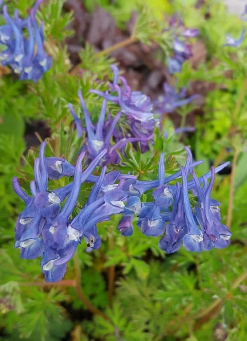 corydalis 'Korn's Purple'