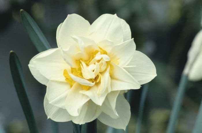 daffodil 'Manly'