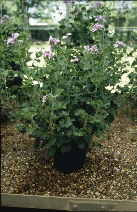 pelargonium 'Citriodorum'