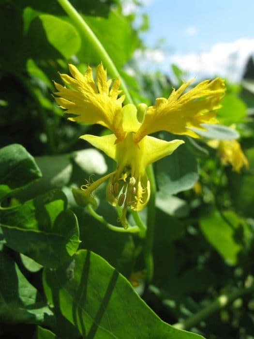 canary creeper