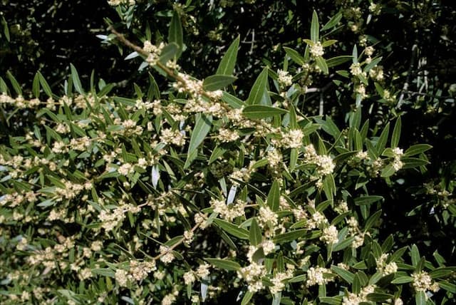 Narrow-leaved mock privet