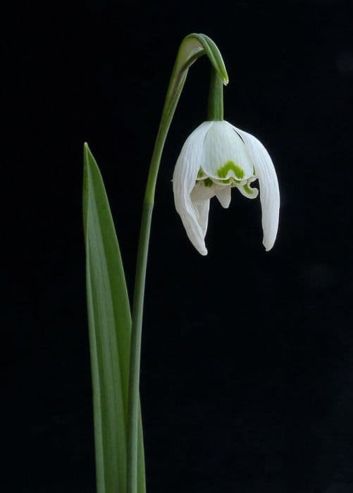 snowdrop 'St Pancras'