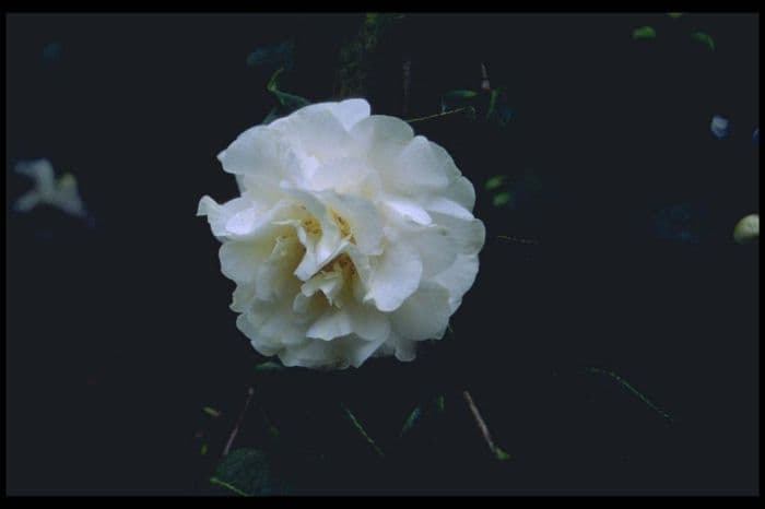 camellia 'E.T.R. Carlyon'