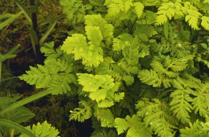 oak fern