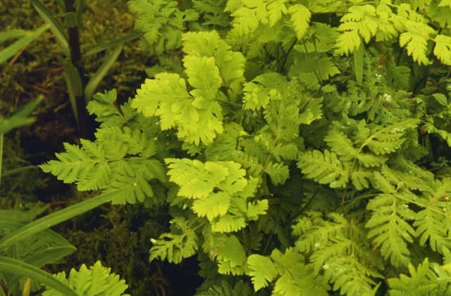 Oak fern