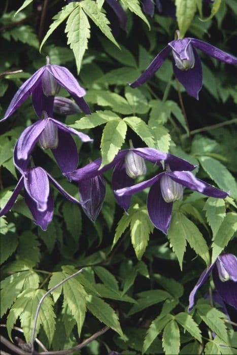 clematis 'Pamela Jackman'