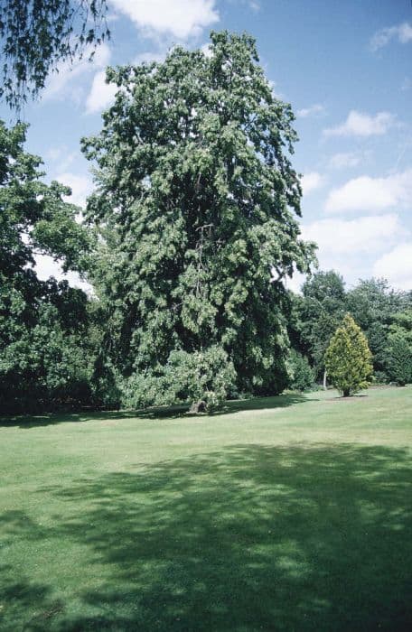 weeping silver lime