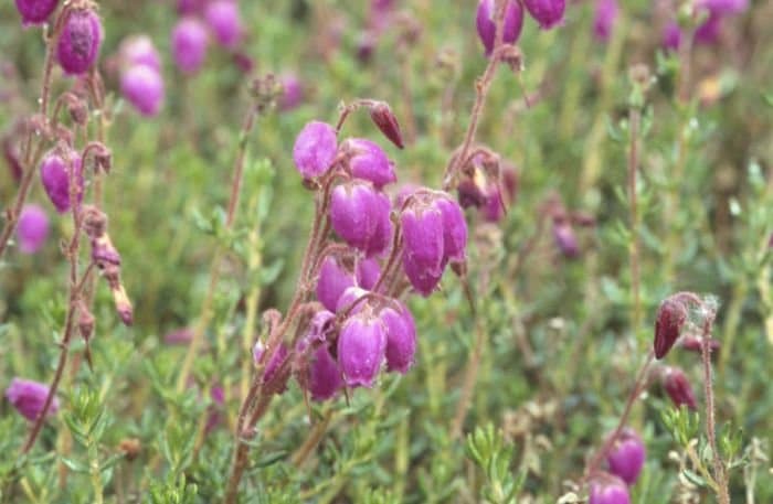 Daboecia 'Barbara Phillips'
