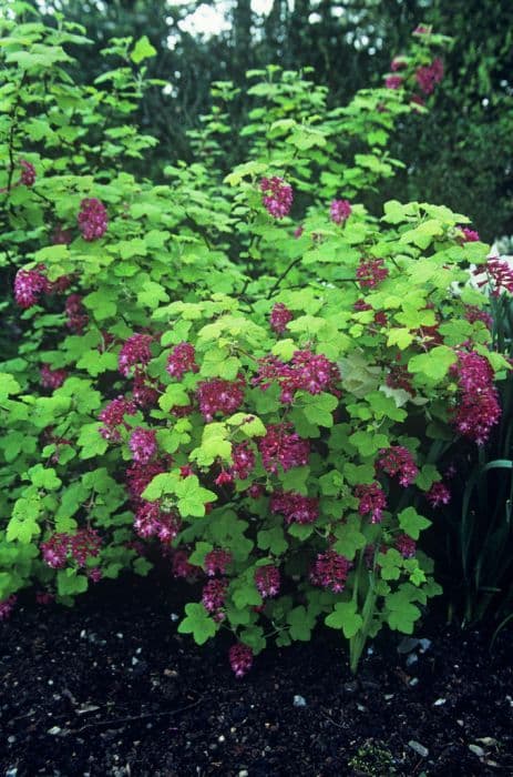 flowering currant 'Brocklebankii'