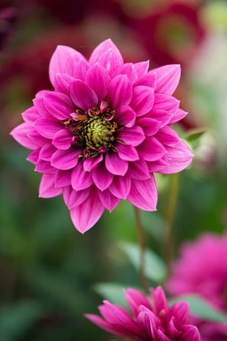 dahlia 'Purple Puff'