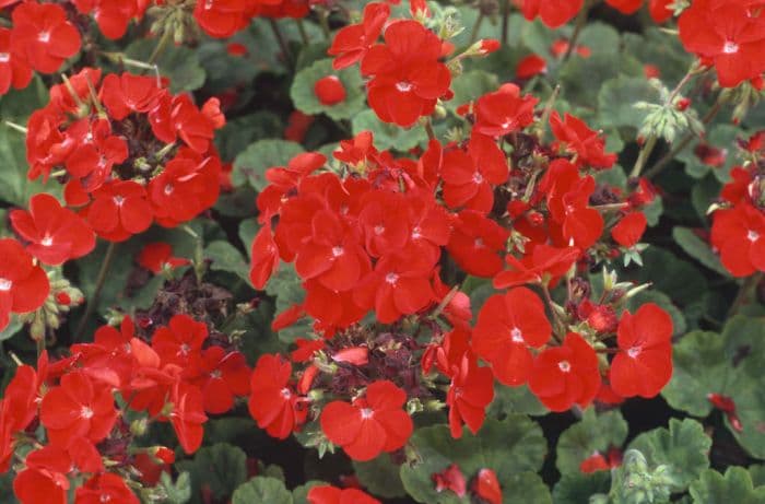 pelargonium 'Moulin Rouge'