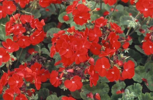 Pelargonium 'Moulin Rouge'