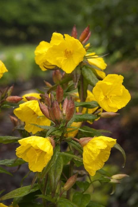 evening primrose 'Crown Imperial'