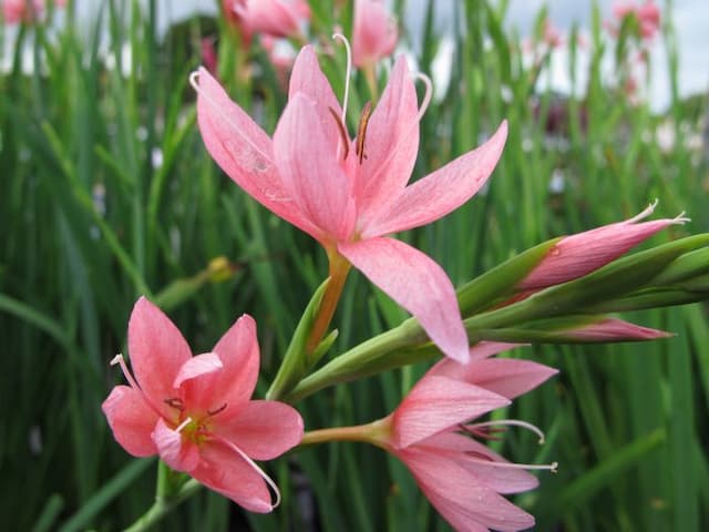 Crimson flag lily 'Fenland Daybreak'