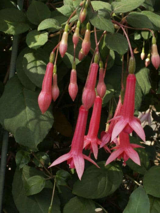 fuchsia 'Billy Green'