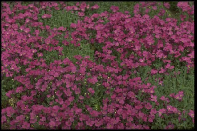 Aubrieta 'Red Cascade'