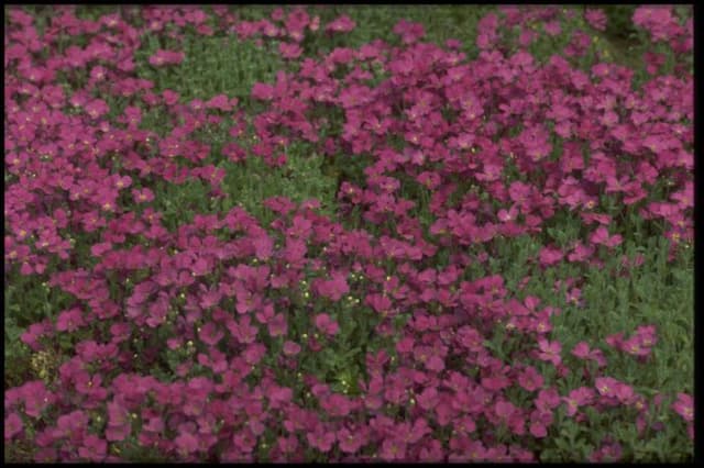 Aubrieta 'Red Cascade'