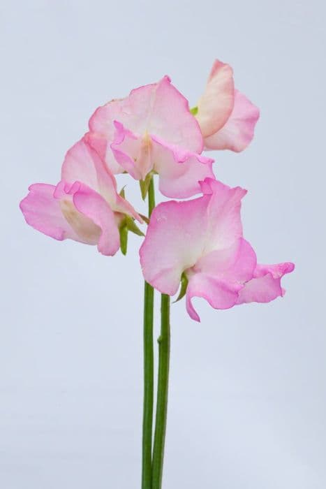 sweet pea 'Gwendoline'