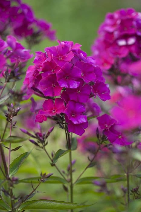 perennial phlox 'Orthello'