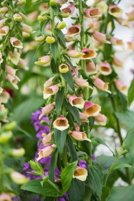 foxglove 'Polkadot Pippa'