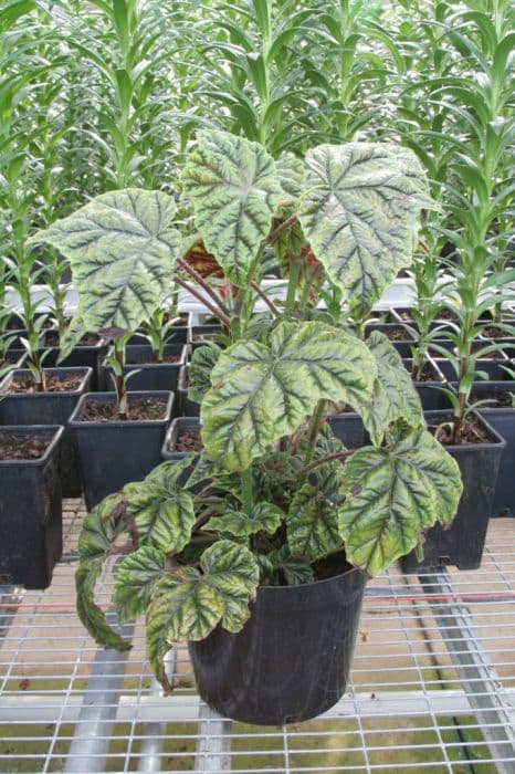 Metal-leaf begonia