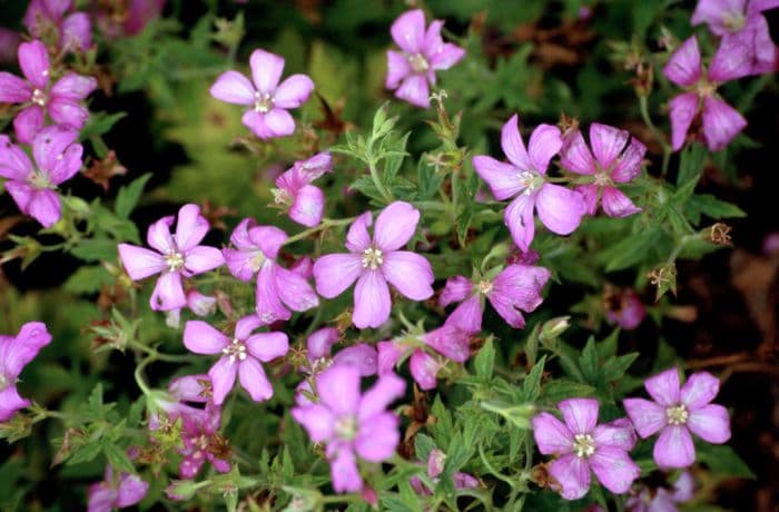 cranesbill 'Rosenlicht'