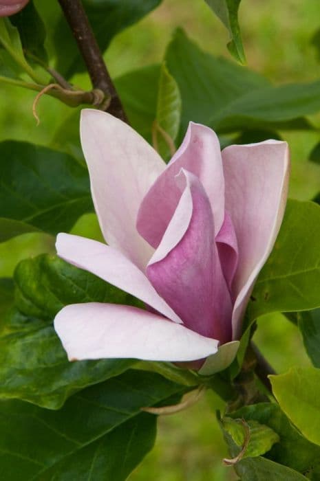 Magnolia 'Evamaria'